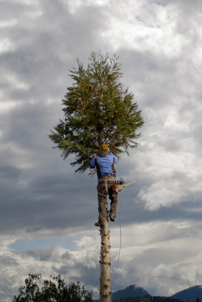 tree, tree climbers, arborist-7030059.jpg